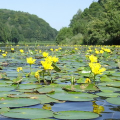 Цветы на реке
