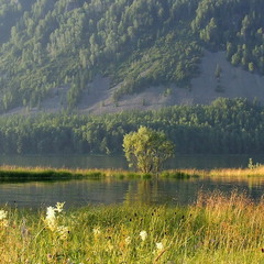 Алтайские луга