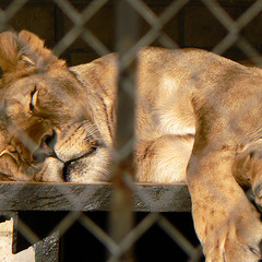 Не будіть сплячого лева...