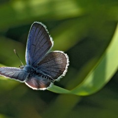 Летняя бабочка