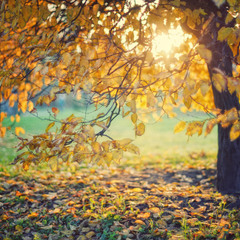 Осенние листья и Солнце