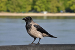crow