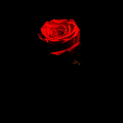 sad a rose....