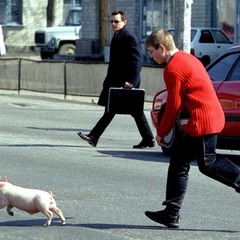 Run Piggy, run...........