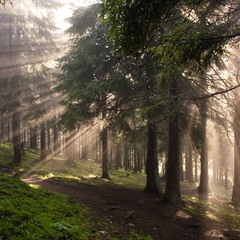 Солнечный лес