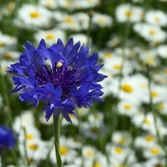 самотня волошка