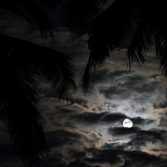 пальмовая ночь