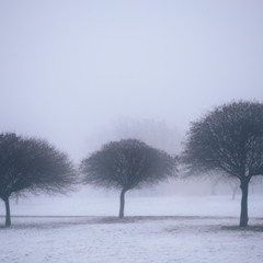Туман у парку