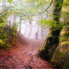Прогулки в волшебном лесу