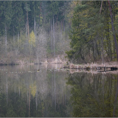 Лісове озерце - зеркальце.