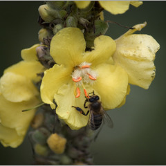 Про жовту квітку та трудолюбиву бджілку!