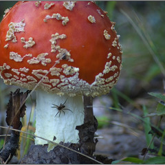 Властелин красного гриба
