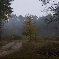 Поліська осінь