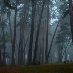 Лісовий туманчик... ранковий...