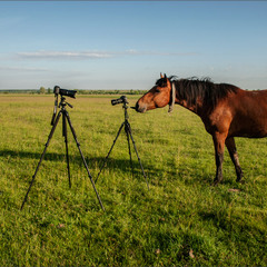 Mustangophotographer.RV
