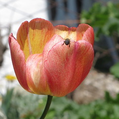 Тюльпан та бджола