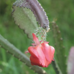 шипастий цвіт