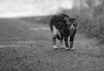 Коть... ч.4