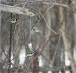 Сало-сила...