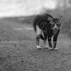Коть... ч.4