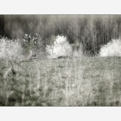 Spring scent...