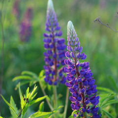 Adorable lupines