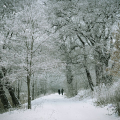 Киевская зима