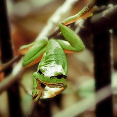 froggy :)