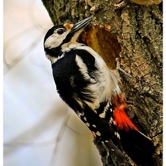 woodpecker =)