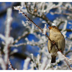 New Year's Sparrow =)