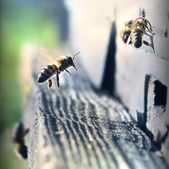 Бджолиний політ