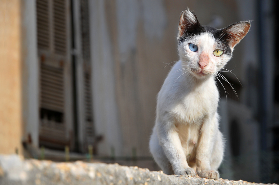 Уличная кошка. Уличные кошки. Уличные коты красивые. Красивые бездомные коты. Красивые бродячие коты.