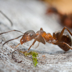 Ant (2)