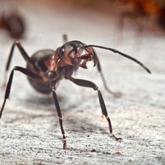 Ant (5)