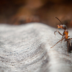 Ant (3)