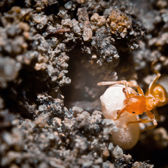 Жёлтый земляной муравей, или жёлтый садовый муравей (Lasius flavus )