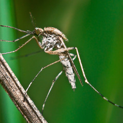 Комар-пискун или обыкновенный (Culex pipiens) | Отряд Двукрылые (Diptera)