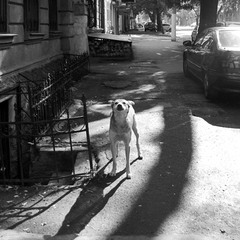 Про улицу, пса, тень и... яркий солнечный день