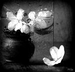 Чорно-біла весна