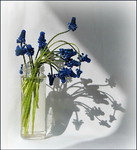 Ніжність весни