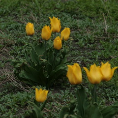 Жёлтые тюльпаны)