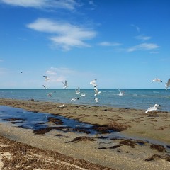 Азовські чайки. Коли не було війни.
