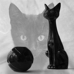 Сон чёрной кошки