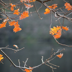 Снова осень закружит листвою...