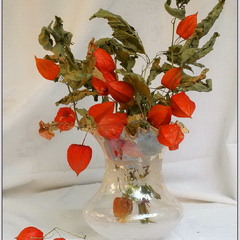 Етюд з фізалісом