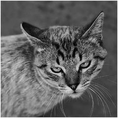 Портрет серого кота