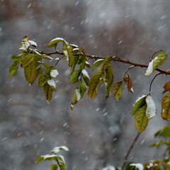 Білий сніг на зеленому листі
