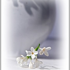 Там, де народжуються тіні