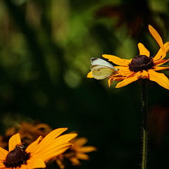 Пчела и бабочка