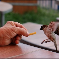 Голод - не тітка...
